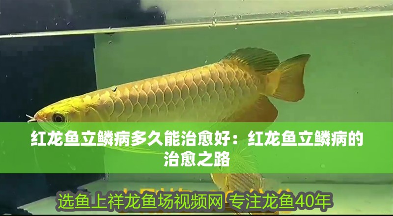 紅龍魚立鱗病多久能治愈好：紅龍魚立鱗病的治愈之路