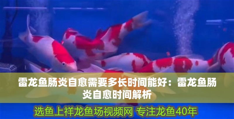 雷龍魚腸炎自愈需要多長時間能好：雷龍魚腸炎自愈時間解析