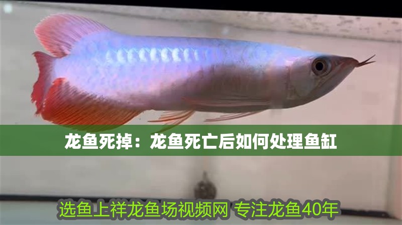 龍魚死掉：龍魚死亡后如何處理魚缸