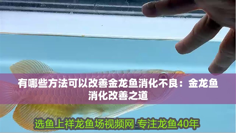 有哪些方法可以改善金龍魚消化不良：金龍魚消化改善之道