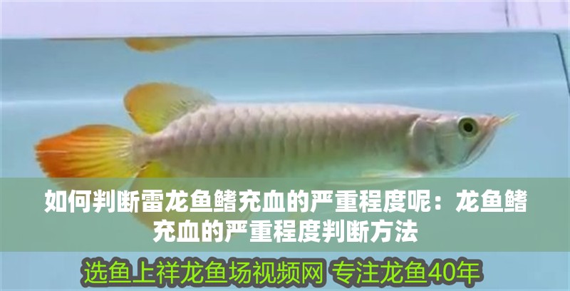 如何判斷雷龍魚鰭充血的嚴重程度呢：龍魚鰭充血的嚴重程度判斷方法