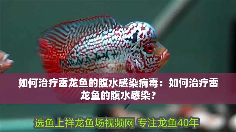 如何治療雷龍魚的腹水感染病毒：如何治療雷龍魚的腹水感染？
