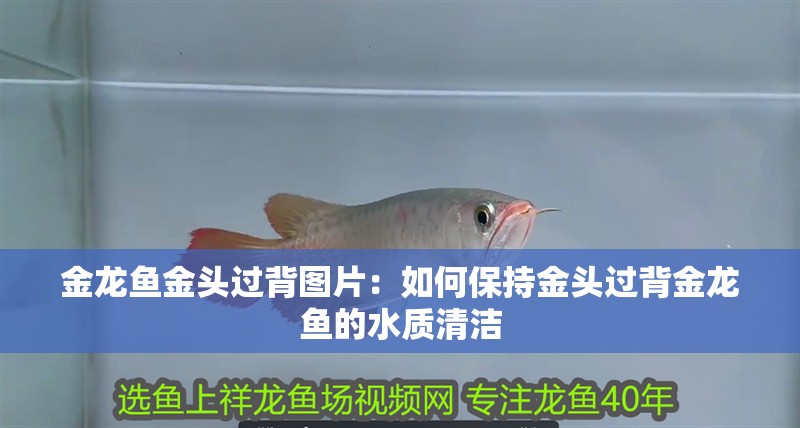 金龍魚金頭過背圖片：如何保持金頭過背金龍魚的水質清潔