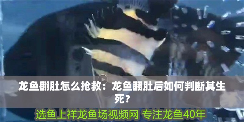 龍魚翻肚怎么搶救：龍魚翻肚后如何判斷其生死？