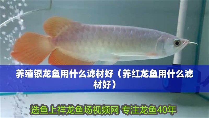 養殖銀龍魚用什么濾材好（養紅龍魚用什么濾材好）