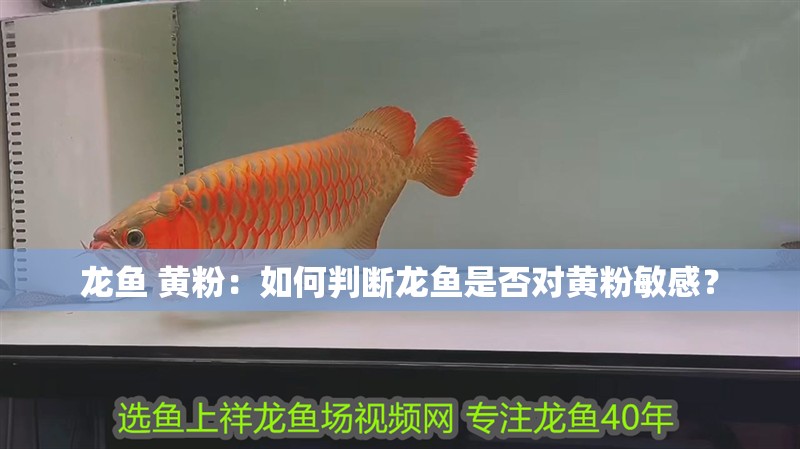 龍魚 黃粉：如何判斷龍魚是否對黃粉敏感？