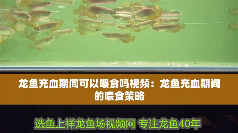 龍魚充血期間可以喂食嗎視頻：龍魚充血期間的喂食策略
