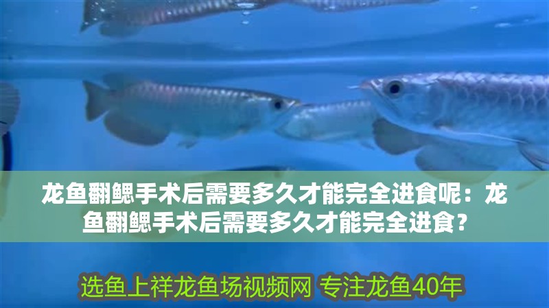 龍魚翻鰓手術后需要多久才能完全進食呢：龍魚翻鰓手術后需要多久才能完全進食？