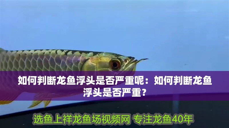 如何判斷龍魚浮頭是否嚴重呢：如何判斷龍魚浮頭是否嚴重？