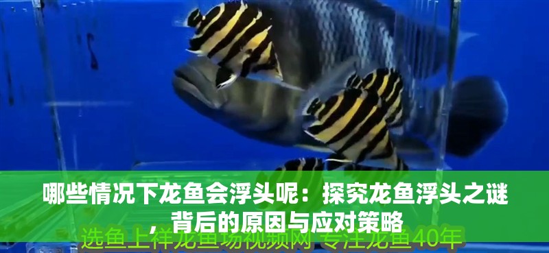 哪些情況下龍魚會浮頭呢：探究龍魚浮頭之謎，背后的原因與應對策略