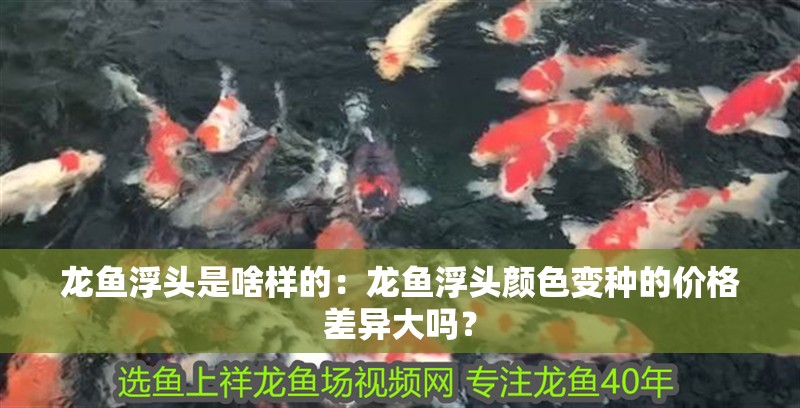 龍魚浮頭是啥樣的：龍魚浮頭顏色變種的價(jià)格差異大嗎？