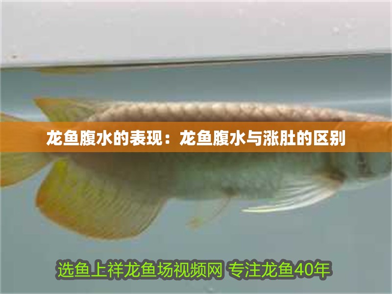 龍魚腹水的表現：龍魚腹水與漲肚的區別