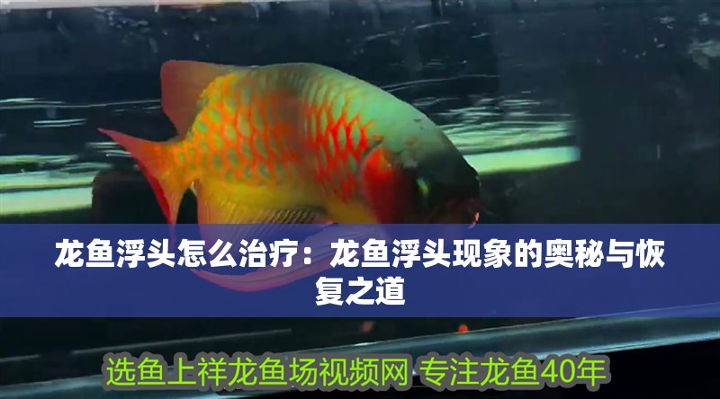 龍魚浮頭怎么治療：龍魚浮頭現象的奧秘與恢復之道