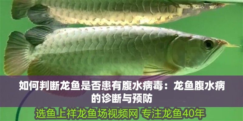 如何判斷龍魚(yú)是否患有腹水病毒：龍魚(yú)腹水病的診斷與預(yù)防