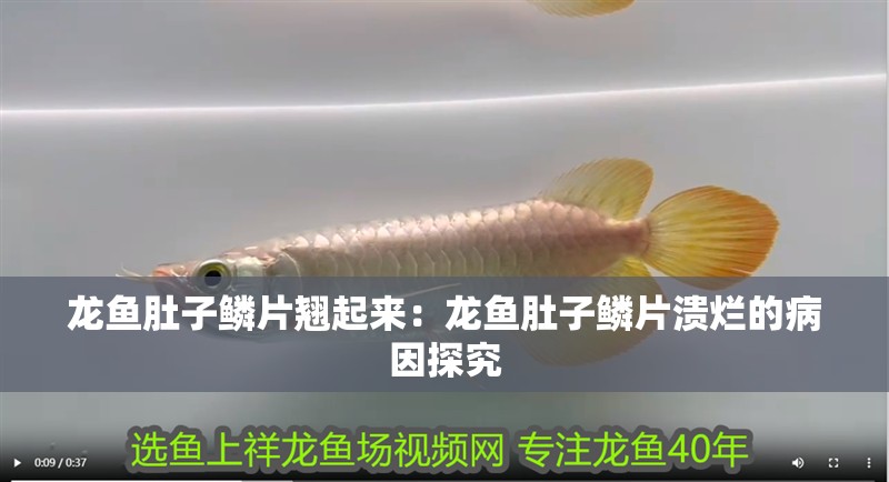 龍魚肚子鱗片翹起來：龍魚肚子鱗片潰爛的病因探究