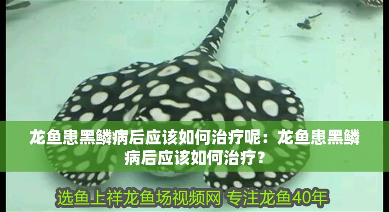 龍魚患黑鱗病后應(yīng)該如何治療呢：龍魚患黑鱗病后應(yīng)該如何治療？