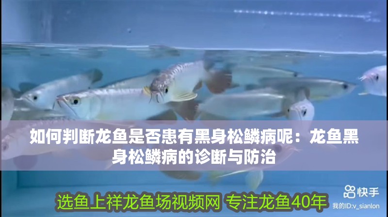 如何判斷龍魚是否患有黑身松鱗病呢：龍魚黑身松鱗病的診斷與防治