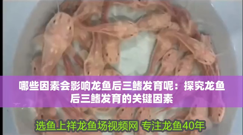 哪些因素會影響龍魚后三鰭發育呢：探究龍魚后三鰭發育的關鍵因素