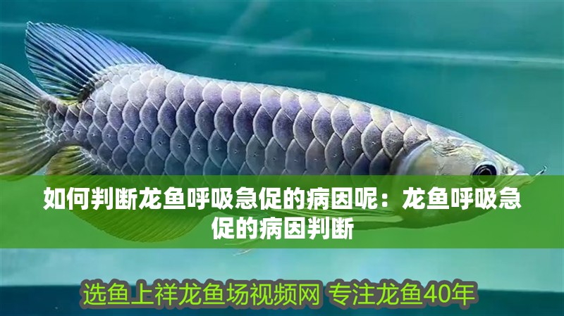 如何判斷龍魚呼吸急促的病因呢：龍魚呼吸急促的病因判斷