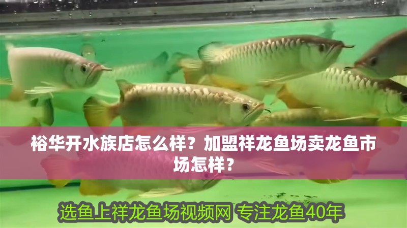 裕華開(kāi)水族店怎么樣？加盟祥龍魚(yú)場(chǎng)賣龍魚(yú)市場(chǎng)怎樣？