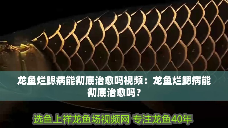龍魚爛鰓病能徹底治愈嗎視頻：龍魚爛鰓病能徹底治愈嗎？
