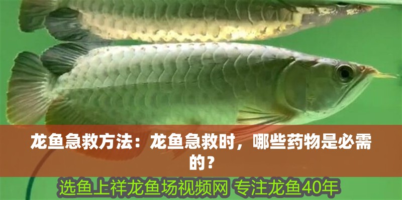 龍魚急救方法：龍魚急救時，哪些藥物是必需的？