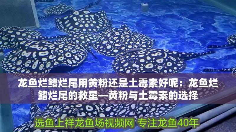 龍魚爛鰭爛尾用黃粉還是土霉素好呢：龍魚爛鰭爛尾的救星—黃粉與土霉素的選擇