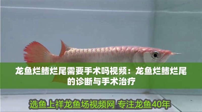 龍魚爛鰭爛尾需要手術嗎視頻：龍魚爛鰭爛尾的診斷與手術治療