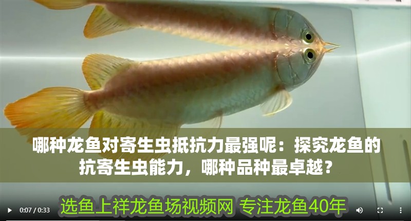 哪種龍魚對寄生蟲抵抗力最強呢：探究龍魚的抗寄生蟲能力，哪種品種最卓越？
