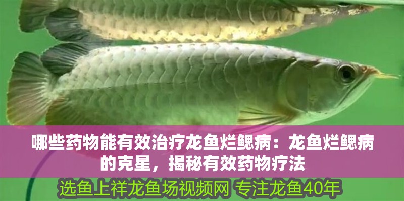 哪些藥物能有效治療龍魚爛鰓病：龍魚爛鰓病的克星，揭秘有效藥物療法