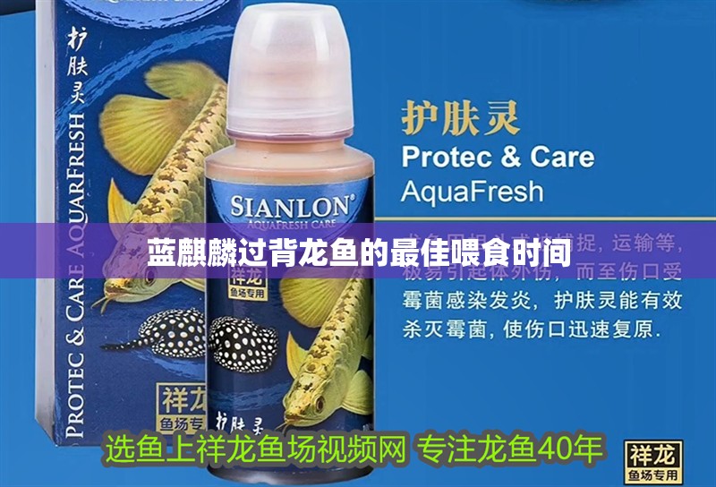 藍麒麟過背龍魚的最佳喂食時間