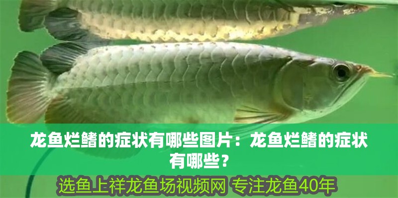 龍魚爛鰭的癥狀有哪些圖片：龍魚爛鰭的癥狀有哪些？