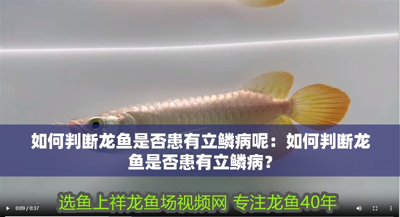 如何判斷龍魚是否患有立鱗病呢：如何判斷龍魚是否患有立鱗病？