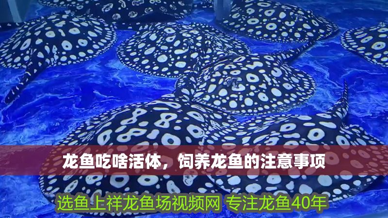 龍魚吃啥活體，飼養龍魚的注意事項
