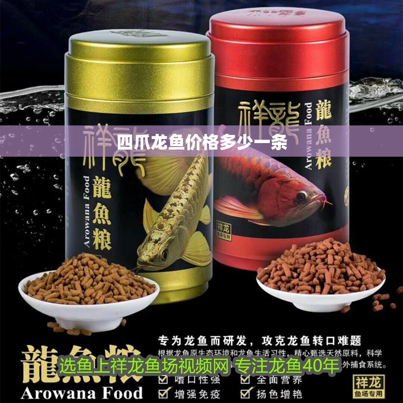 四爪龍魚價格多少一條