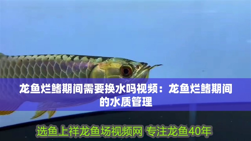 龍魚爛鰭期間需要換水嗎視頻：龍魚爛鰭期間的水質管理