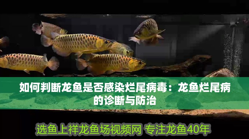 如何判斷龍魚是否感染爛尾病毒：龍魚爛尾病的診斷與防治