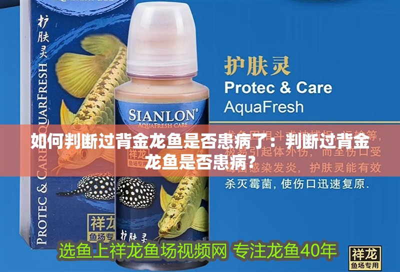 如何判斷過背金龍魚是否患病了：判斷過背金龍魚是否患??？