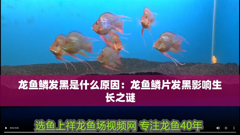 龍魚鱗發(fā)黑是什么原因：龍魚鱗片發(fā)黑影響生長(zhǎng)之謎