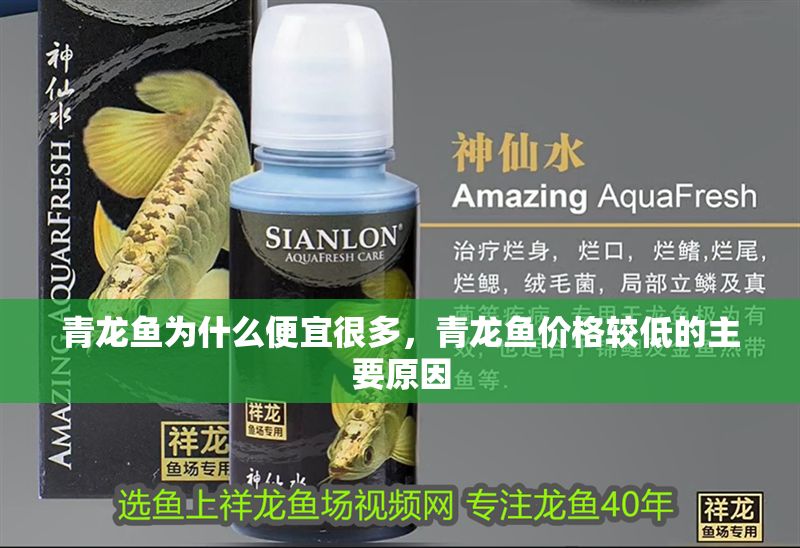 青龍魚為什么便宜很多，青龍魚價格較低的主要原因