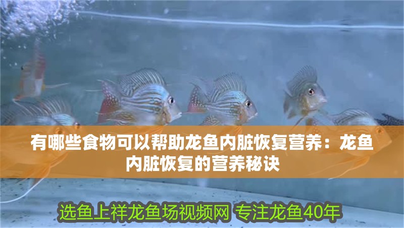 有哪些食物可以幫助龍魚內臟恢復營養(yǎng)：龍魚內臟恢復的營養(yǎng)秘訣