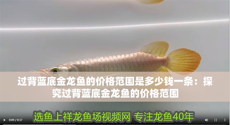 過背藍底金龍魚的價格范圍是多少錢一條：探究過背藍底金龍魚的價格范圍