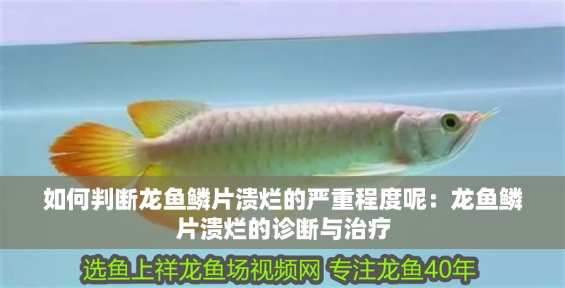 如何判斷龍魚鱗片潰爛的嚴重程度呢：龍魚鱗片潰爛的診斷與治療
