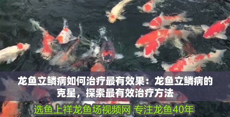 龍魚立鱗病如何治療最有效果：龍魚立鱗病的克星，探索最有效治療方法