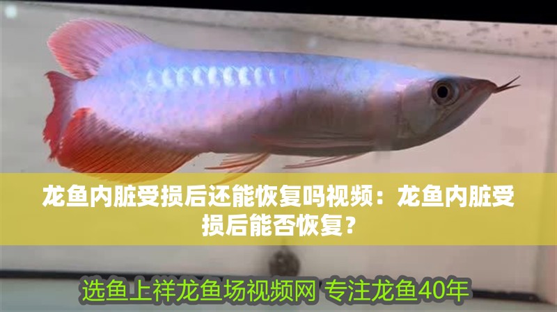 龍魚內臟受損后還能恢復嗎視頻：龍魚內臟受損后能否恢復？