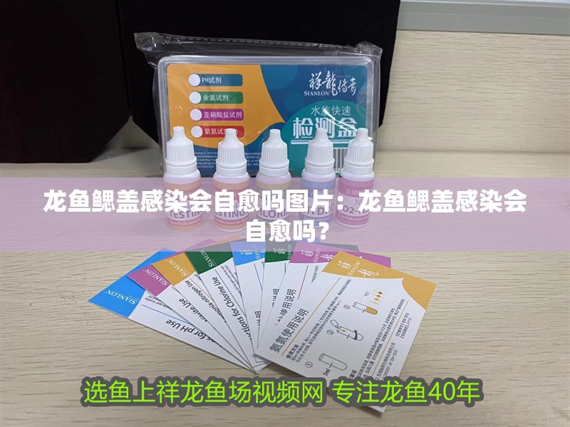 龍魚鰓蓋感染會自愈嗎圖片：龍魚鰓蓋感染會自愈嗎？