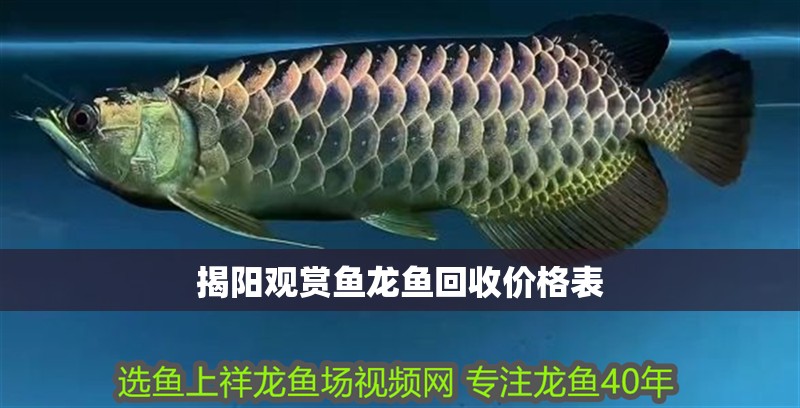 揭陽觀賞魚龍魚回收價格表