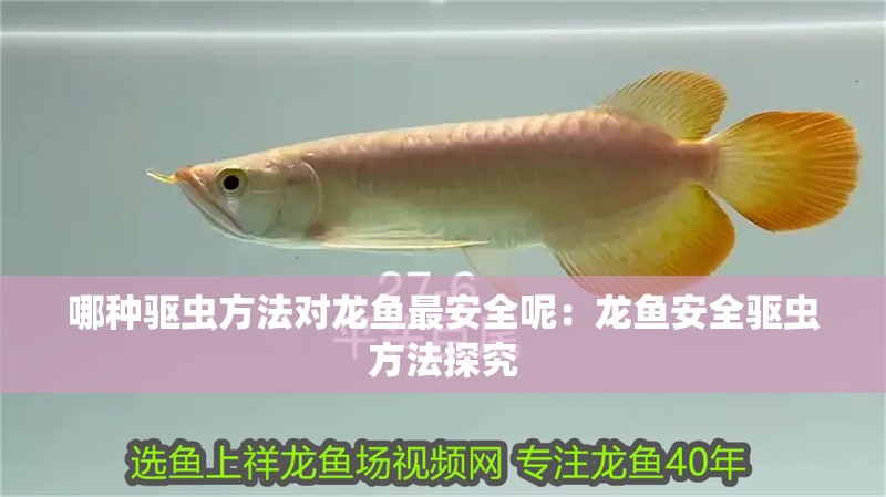 哪種驅(qū)蟲(chóng)方法對(duì)龍魚(yú)最安全呢：龍魚(yú)安全驅(qū)蟲(chóng)方法探究