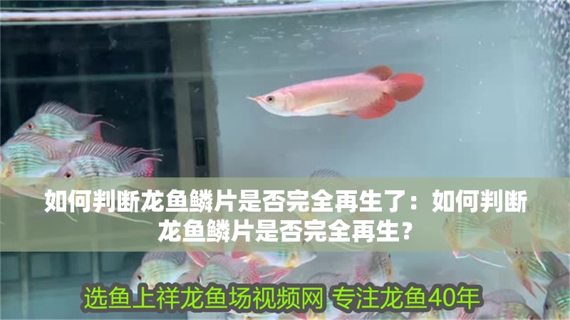 如何判斷龍魚鱗片是否完全再生了：如何判斷龍魚鱗片是否完全再生？
