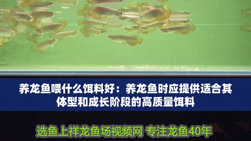 養(yǎng)龍魚(yú)喂什么餌料好：養(yǎng)龍魚(yú)時(shí)應(yīng)提供適合其體型和成長(zhǎng)階段的高質(zhì)量餌料